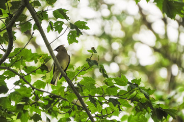 Cedar Waxwing Perching