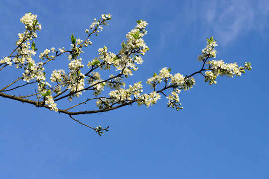 Flowering branch of plum tree