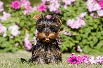 Summer portrait of beautiful sitting yorkshire terrier - puppy