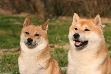 Heads of two dogs - shiba inu