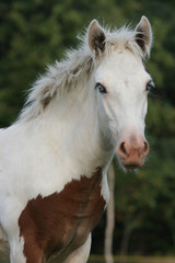 Fototapeta na wymiar Portrait of nice foal - irish cob