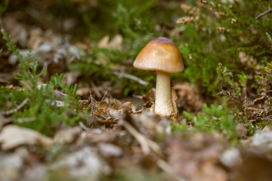 Mushroom in Bracken