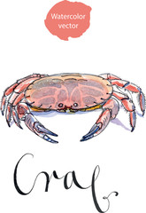 Serrated mud crab