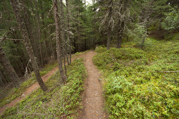 A single alpine path splits in two different directions. It's an