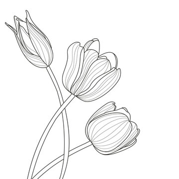 Beautiful tulip flowers line illustration. Vector abstract black