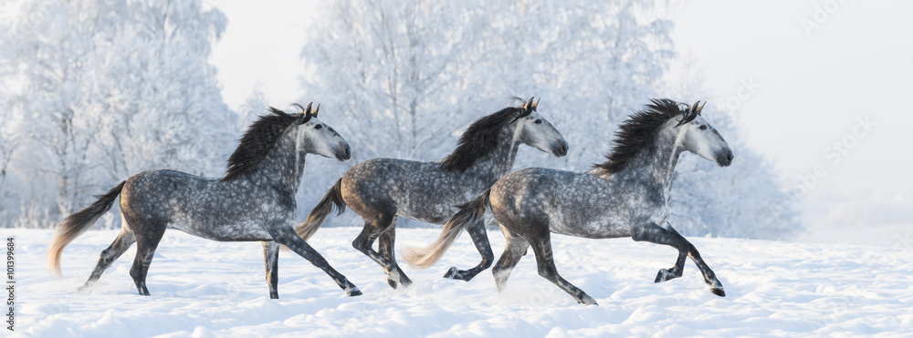 Sticker herd of horses run gallop across snowy field