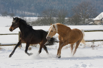 Fototapeta na wymiar Two horses running throught snowy landscape