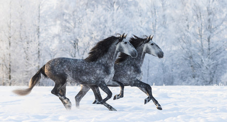 Two running grey Purebred Spanish horses