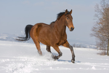 Fototapeta na wymiar Portrait of running brown horse