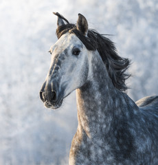 Fototapeta na wymiar Grey purebred Spanish horse