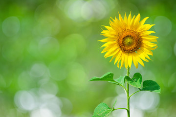 Sunflower Background for presentation/Sunflo wer Background