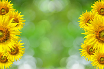 Obraz premium Sunflower Background for presentation/Sunflo wer Background