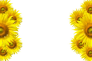 Sunflower Background for presentation/Sunflo wer Background