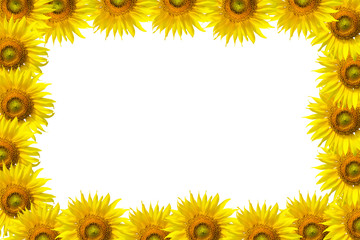 Sunflower Background for presentation