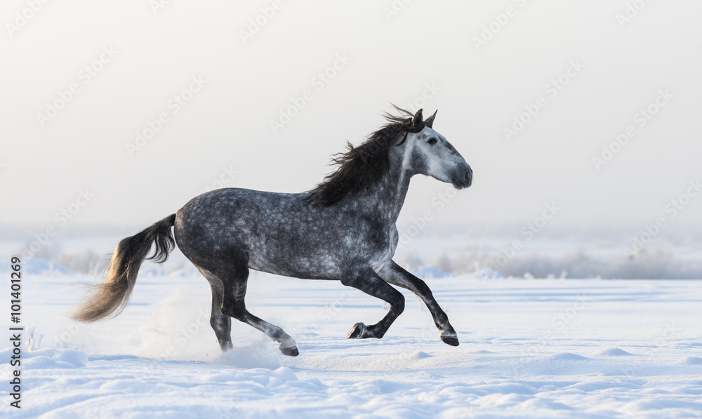 Poster Gray Andalusian horse galloping on meadow in fresh snow