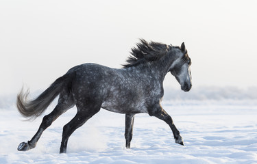 Dapple-grey horse galloping on field at winter time