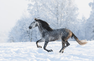 Grey stallion run gallop in winter