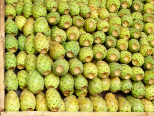 the tasty fruits of a cactus offered for sale