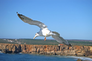 Möwe fliegt über die Klippen