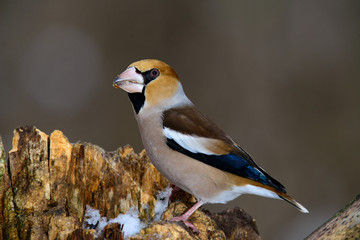 the female Grosbeak sitting on a branch in winter