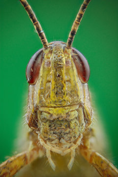 cabeza de un saltamontes realizada con la tecnica del apilado de imagenes