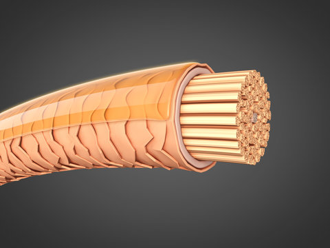 Geschädigtes Haar reparieren: Querschnitt 3D-Illustration