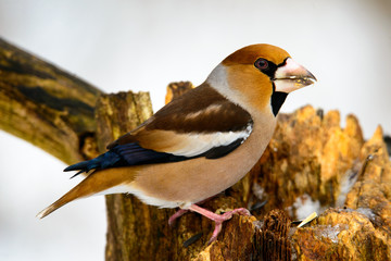 the female Grosbeak sitting on a branch in winter