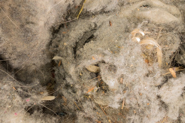 pile of garbage dust from the vacuum cleaner