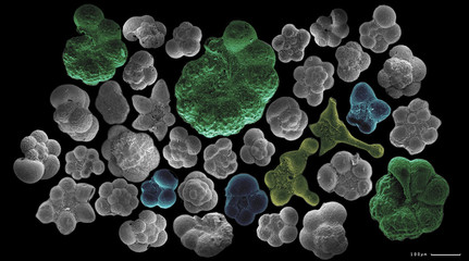 Several planctonic foraminifera