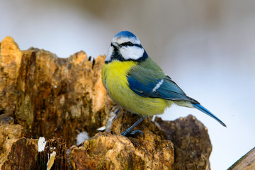 Naklejka premium Great tit on a branch