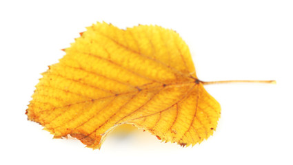 Beautiful autumn leaf, isolated on white