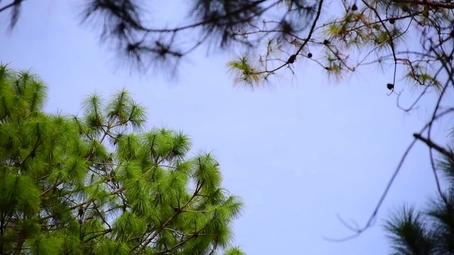 Pine tree movement from wind blow