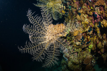 Night coral reef