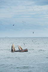 Naklejka premium Bruda whale family hunting time at south of Thailand