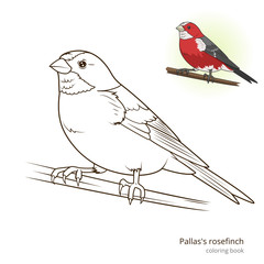 Pallas rosefinch color book vector