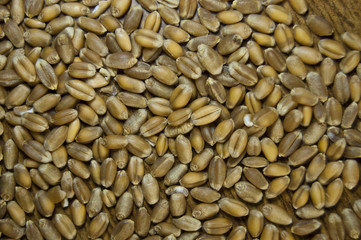 wheat  background