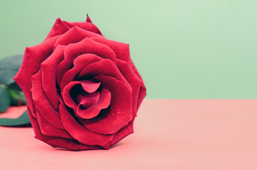 One red rose on a light red-green background
