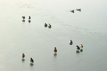 Group of wild ducks on the frozen lake