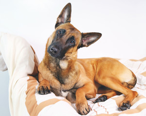 Belgian Shepherd dog Malinois lying on owner's bed and looking at camera with an interest