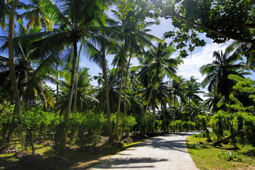 Fototapeta na wymiar Beautiful palmtrees, in Union Estate, La Digue, Seychelles islands, with granite mountains.