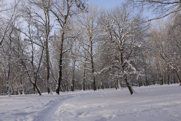 Деревья в снегу в парке в зимний день