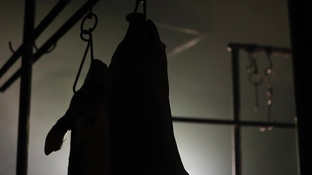 dead pig in slaughter room, back lighting technics