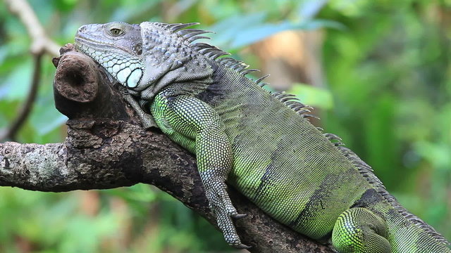 Lazy and big iguana on the tree, Bali, Indonesia.