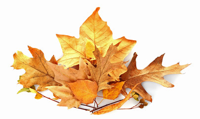 Drift of dry maple leaves, isolated on white