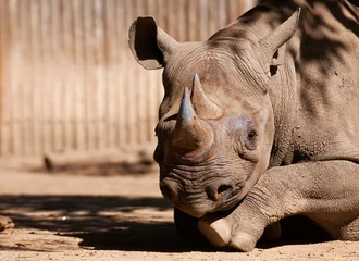 Peel and stick wall murals Rhino Eastern black rhinoceros
