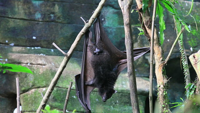 The black flying fox, Pteropus alecto, is a bat in the family Pteropodidae. It is among the largest bats in the world. Bali, Indonesia.
