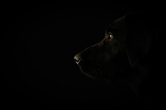 Portrait of the black labrador