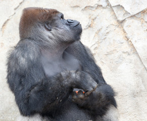 big silverback gorilla