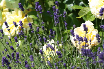 rosen, gelb, lavendel, lila