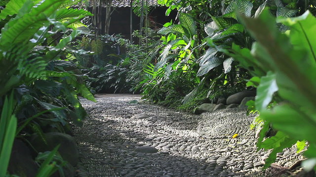 Jungle park with walking path, Bali, Indonesia.